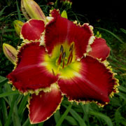 John Benz Daylily